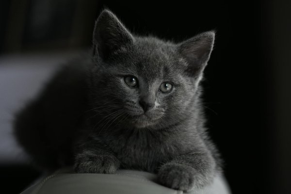 10 services de taxi pour chiens populaires en France