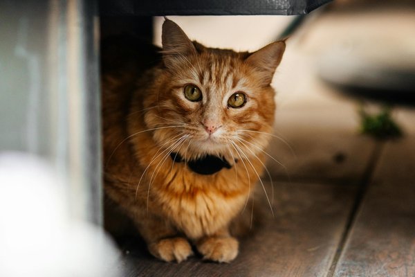 Décryptage du comportement de chasse du chat devant une souris