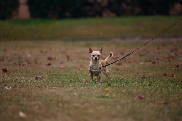 Végétariens à l'époque des dinosaures: la vie des herbivores préhistoriques