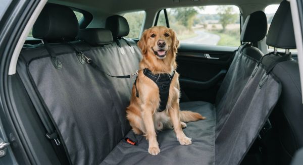 Sélectionner la meilleure protection pour chien en voiture